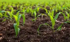 agriculture-Dissertation-Writing-Services